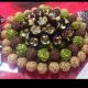 حلوا برشتوك